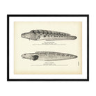 Mutton - Fish and Vahl's Lycodes Art Print - Muir Way - Fisheries