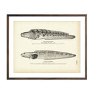 Mutton - Fish and Vahl's Lycodes Art Print - Muir Way - Fisheries