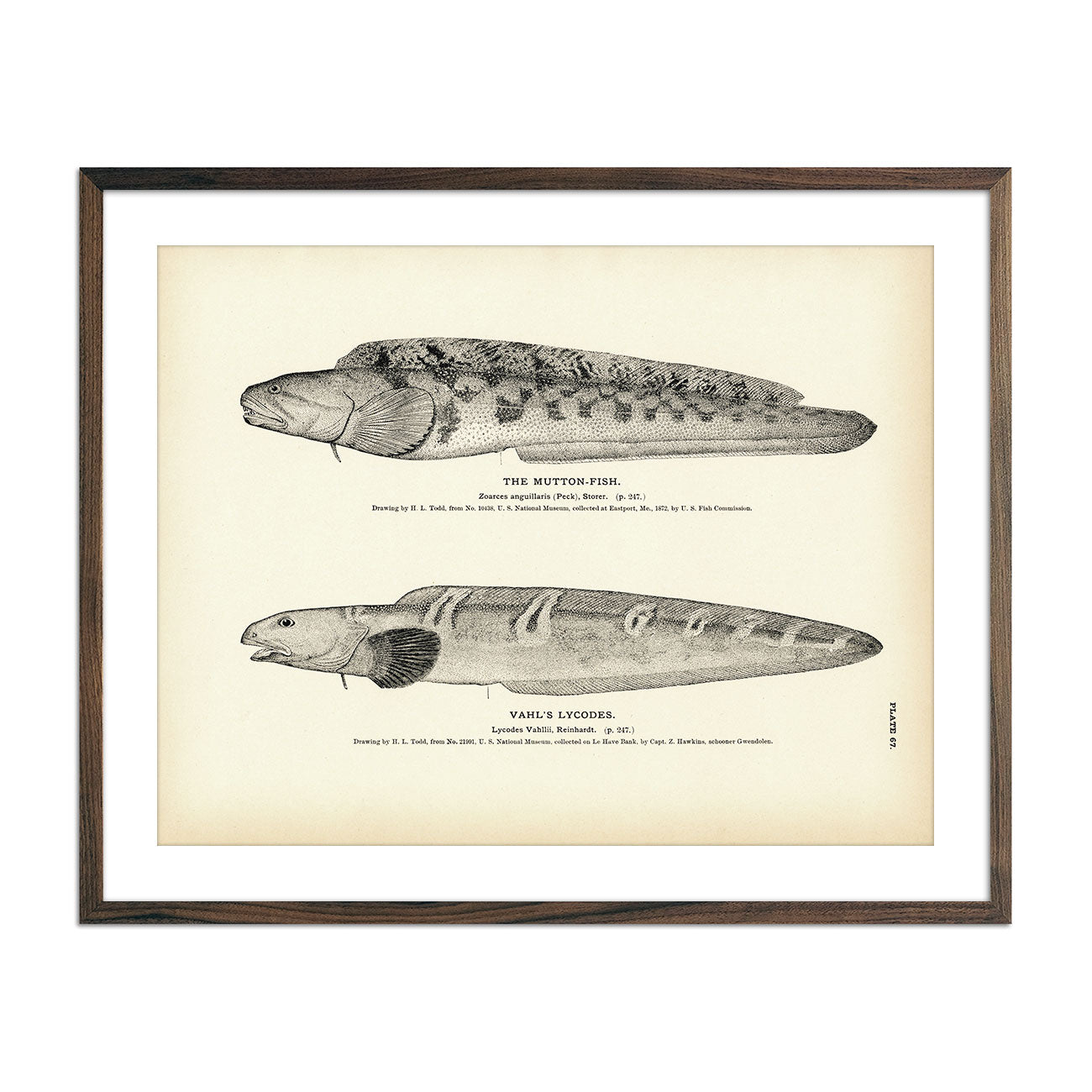 Mutton - Fish and Vahl's Lycodes Art Print - Muir Way - Fisheries