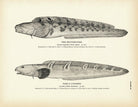 Mutton - Fish and Vahl's Lycodes Art Print - Muir Way - Fisheries