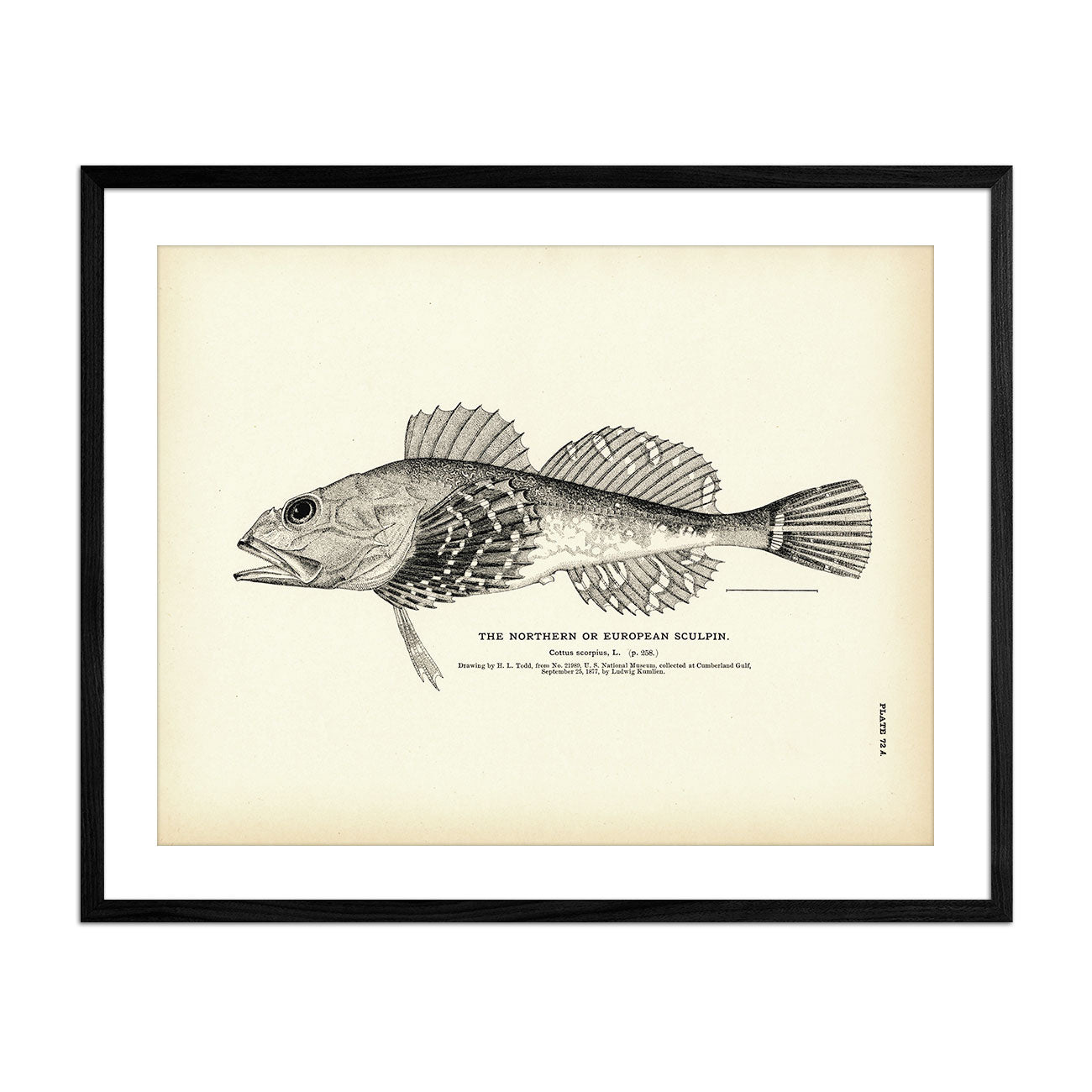 Northern Sculpin (European Sculpin) Art Print - Muir Way - Fisheries