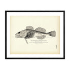 Northern Sculpin (European Sculpin) Art Print - Muir Way - Fisheries
