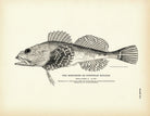 Northern Sculpin (European Sculpin) Art Print - Muir Way - Fisheries
