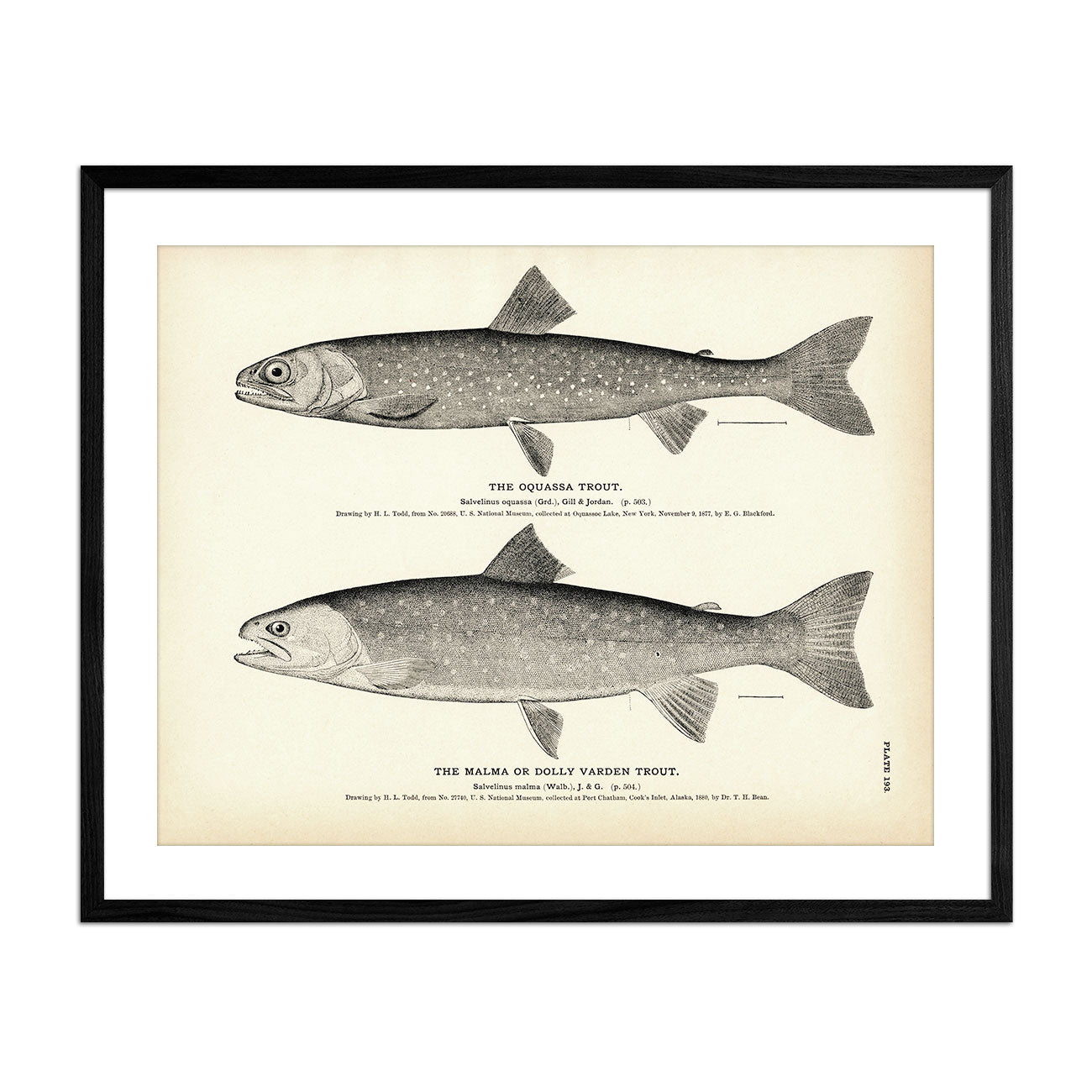 Oquassa Trout and Malma (Dolly Varden Trout) Art Print - Muir Way - Fisheries