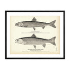 Oquassa Trout and Malma (Dolly Varden Trout) Art Print - Muir Way - Fisheries