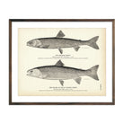 Oquassa Trout and Malma (Dolly Varden Trout) Art Print - Muir Way - Fisheries
