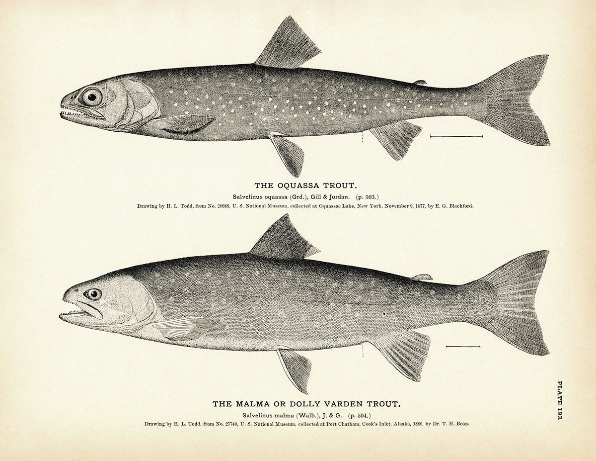 Oquassa Trout and Malma (Dolly Varden Trout) Art Print - Muir Way - Fisheries