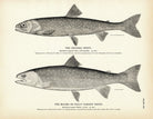 Oquassa Trout and Malma (Dolly Varden Trout) Art Print - Muir Way - Fisheries