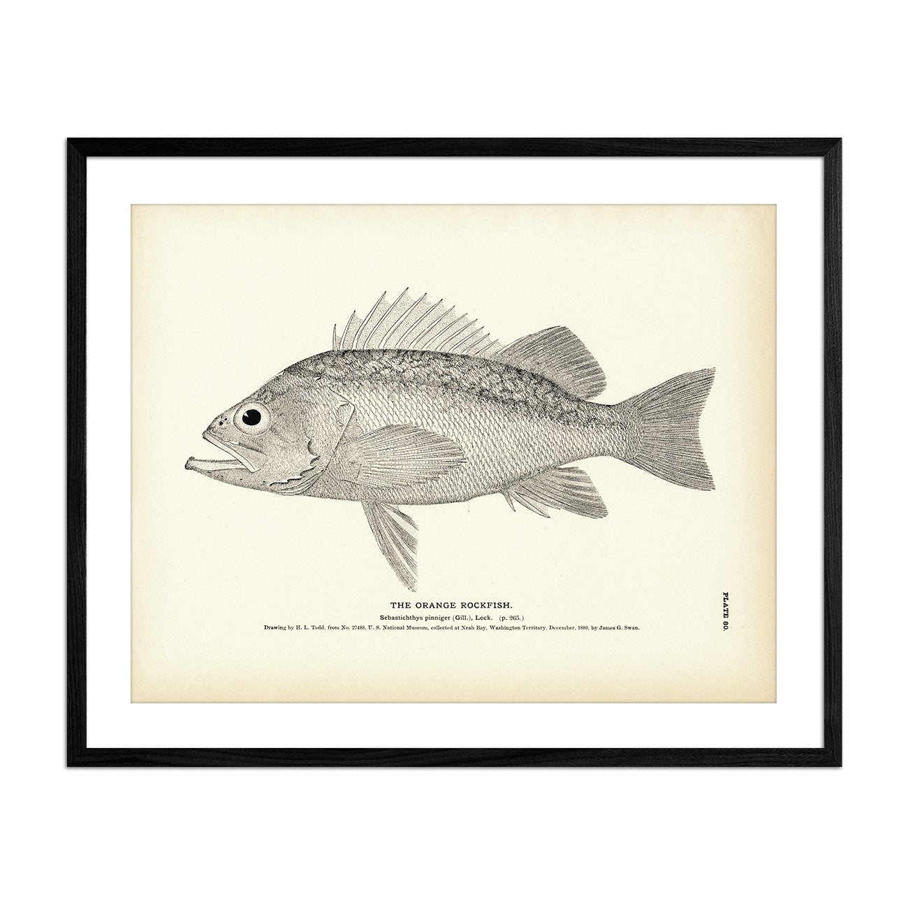 Orange Rockfish Art Print - Muir Way - Fisheries