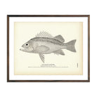 Orange Rockfish Art Print - Muir Way - Fisheries
