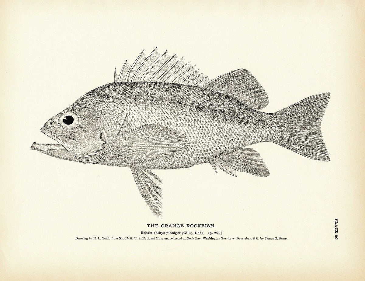 Orange Rockfish Art Print - Muir Way - Fisheries
