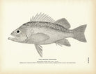 Orange Rockfish Art Print - Muir Way - Fisheries