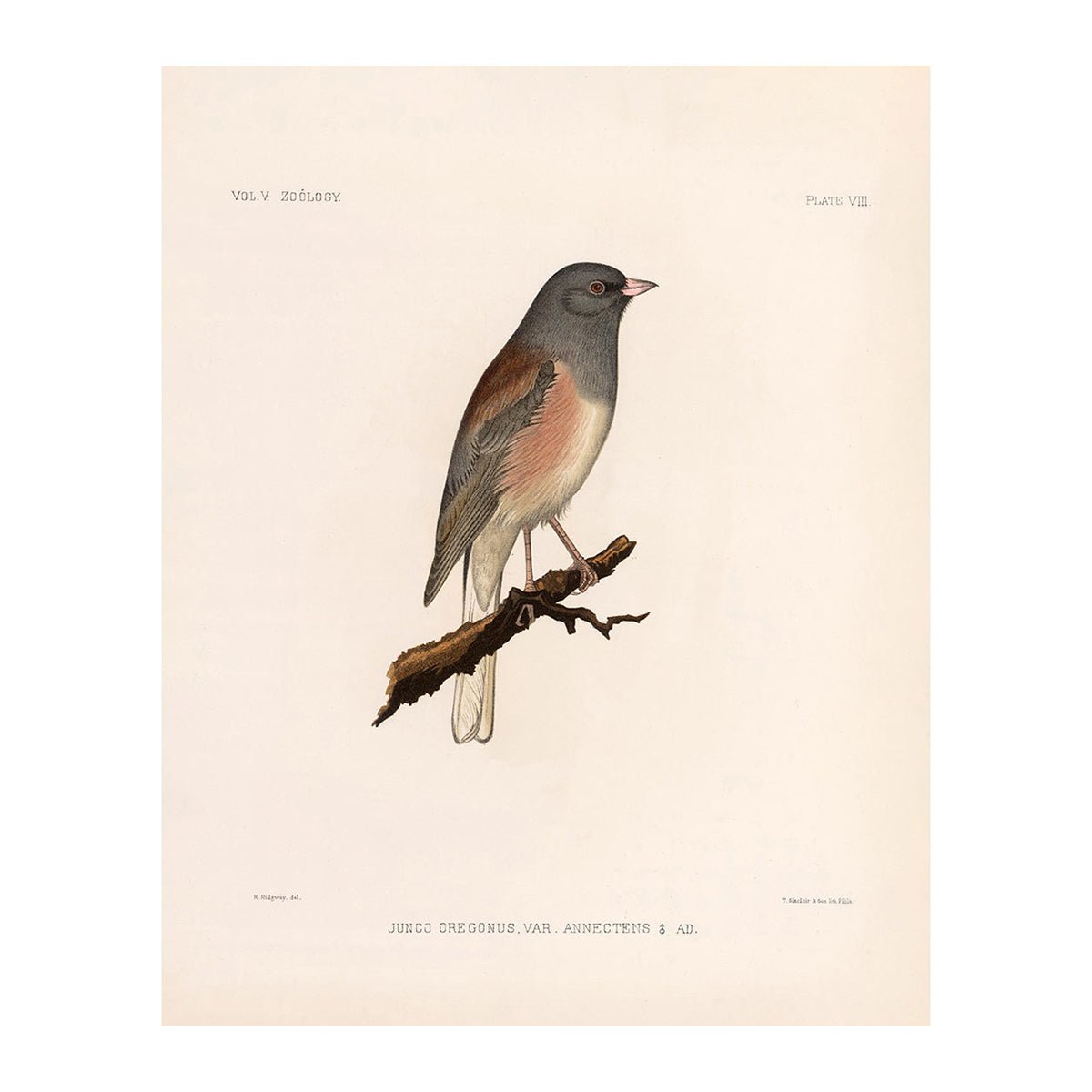 Oregon Junco Art Print - Muir Way - Animals