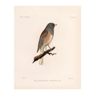 Oregon Junco Art Print - Muir Way - Animals