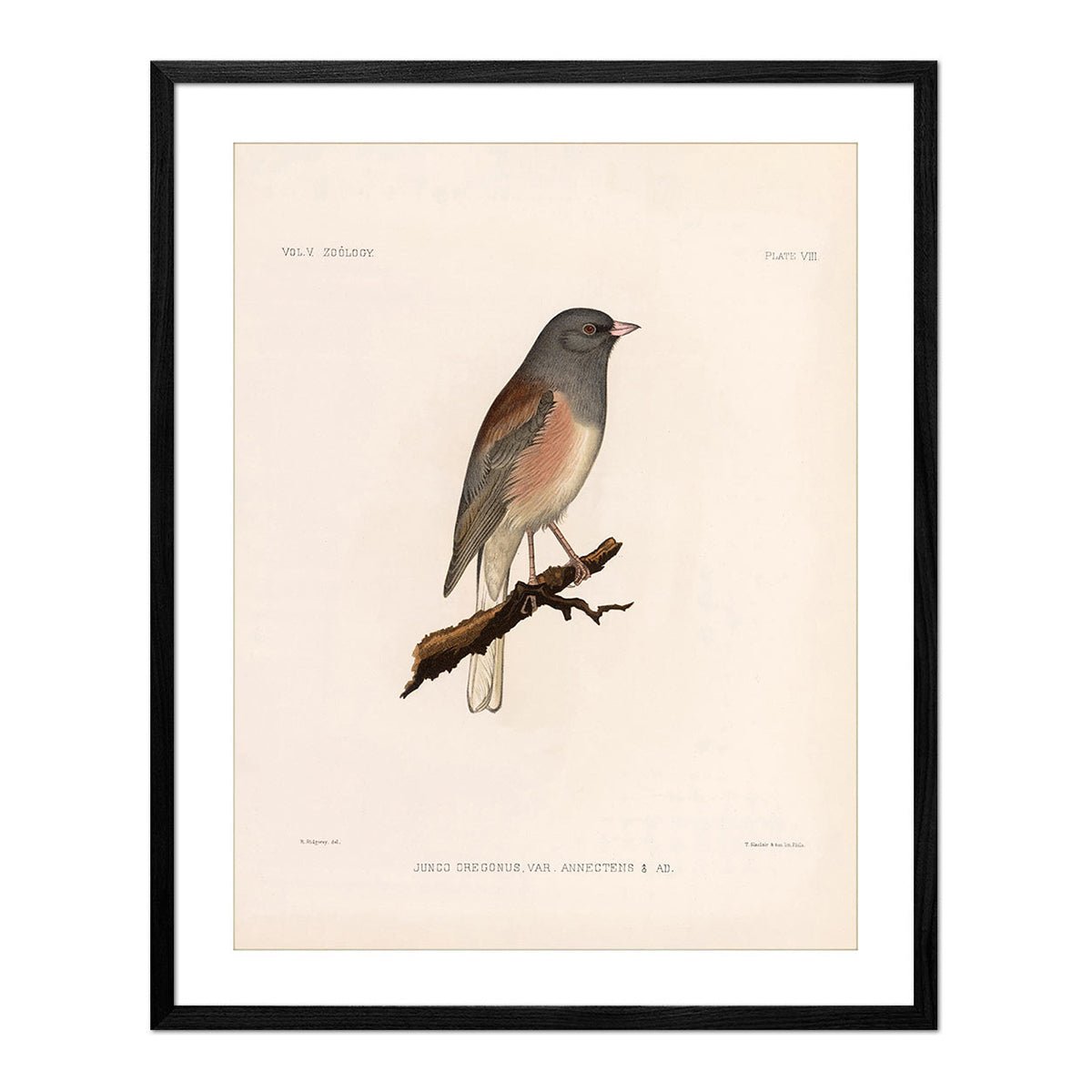 Oregon Junco Art Print - Muir Way - Animals