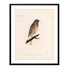 Oregon Junco Art Print - Muir Way - Animals