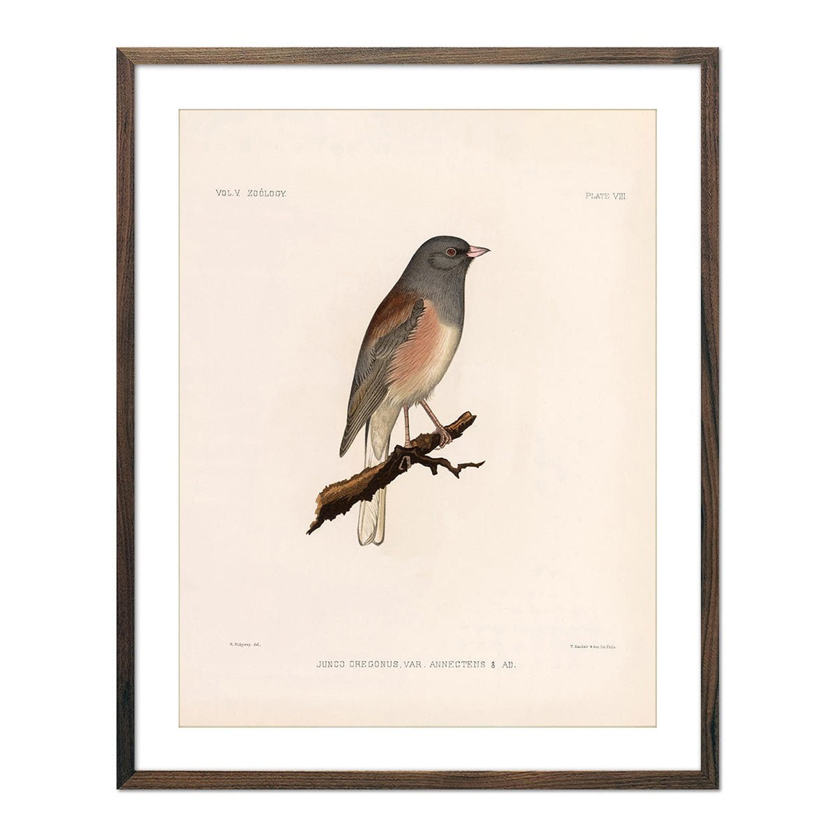 Oregon Junco Art Print - Muir Way - Animals