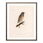 Oregon Junco Art Print - Muir Way - Animals