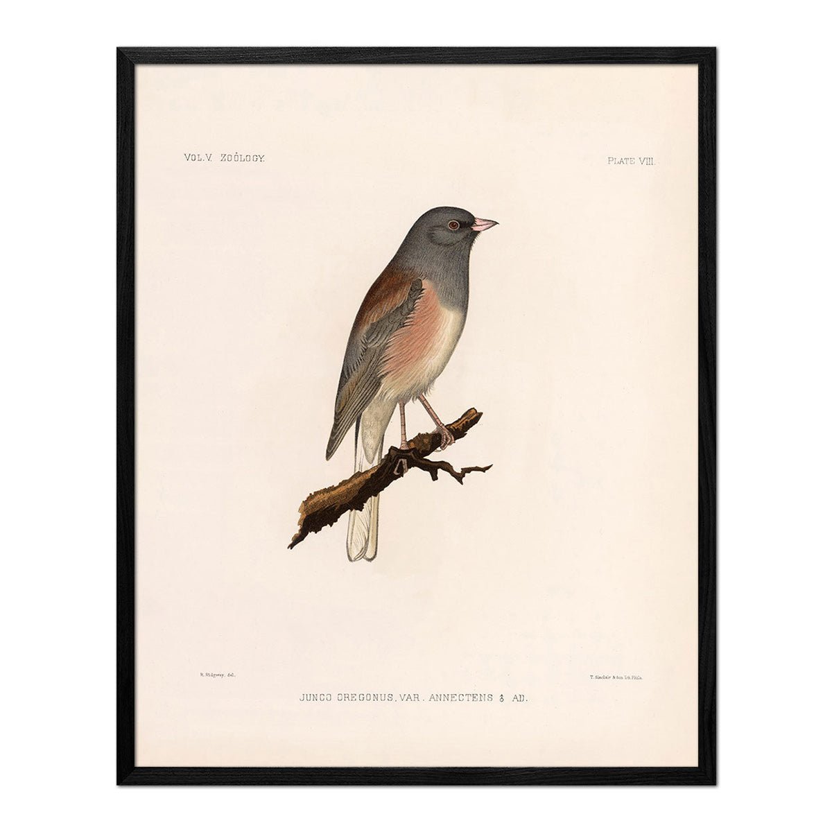 Oregon Junco Art Print - Muir Way - Animals