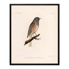 Oregon Junco Art Print - Muir Way - Animals