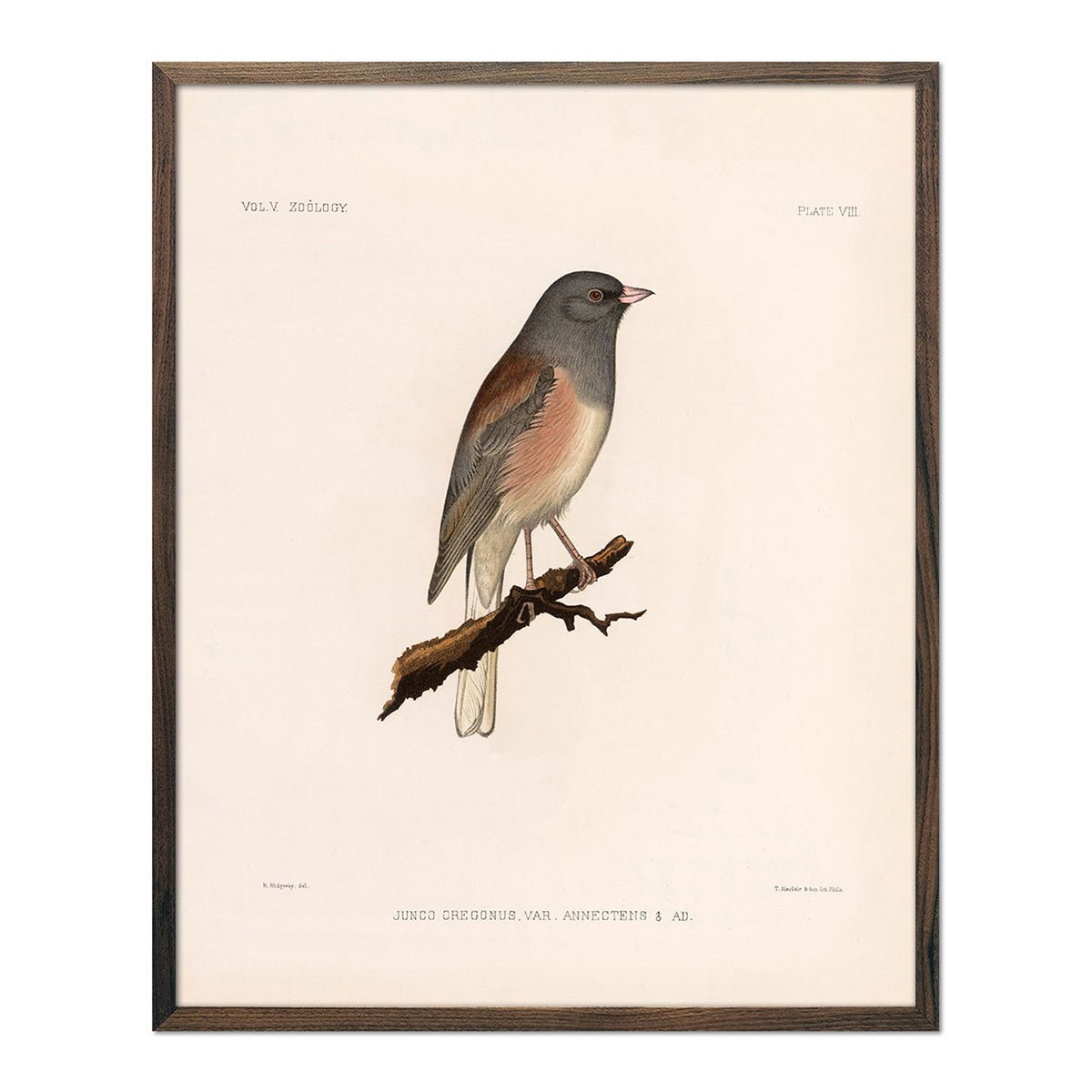 Oregon Junco Art Print - Muir Way - Animals