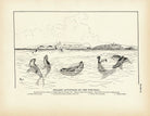 Pelagic Attitudes of the Fur - Seal Art Print - Muir Way - Fisheries