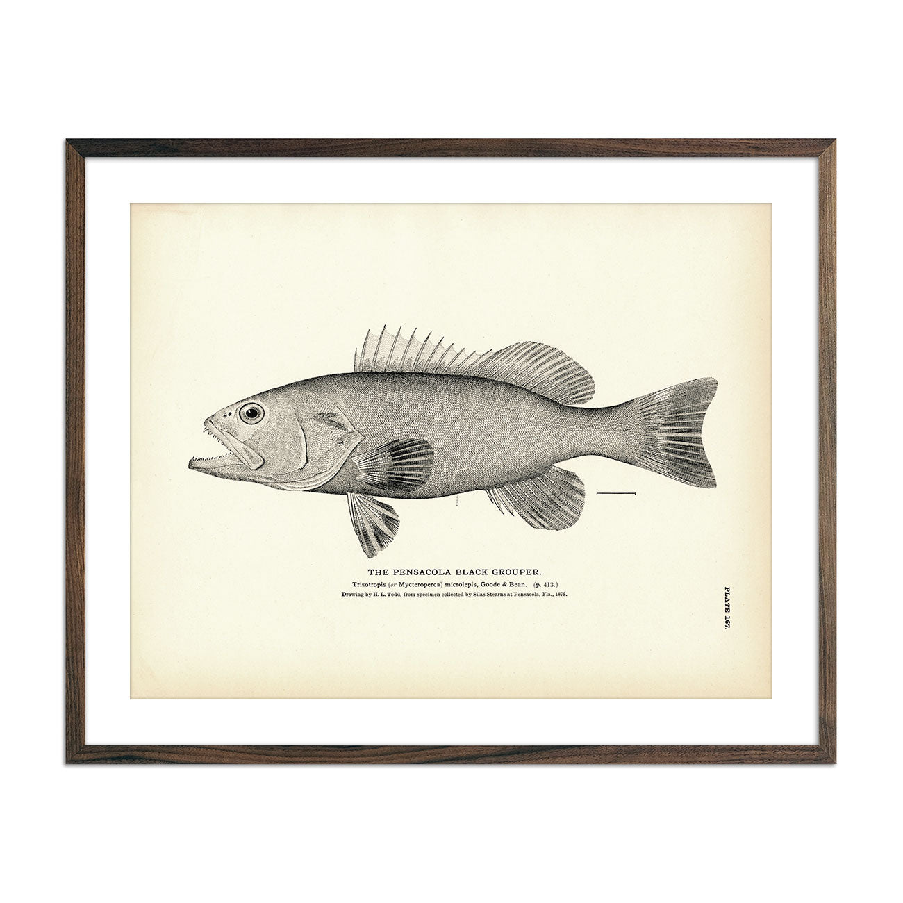 Pensacola Black Grouper Art Print - Muir Way - Fisheries