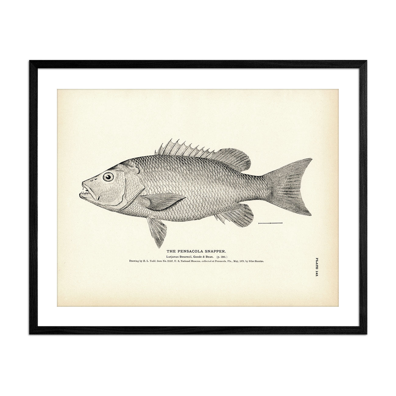 Pensacola Snapper Art Print - Muir Way - Fisheries