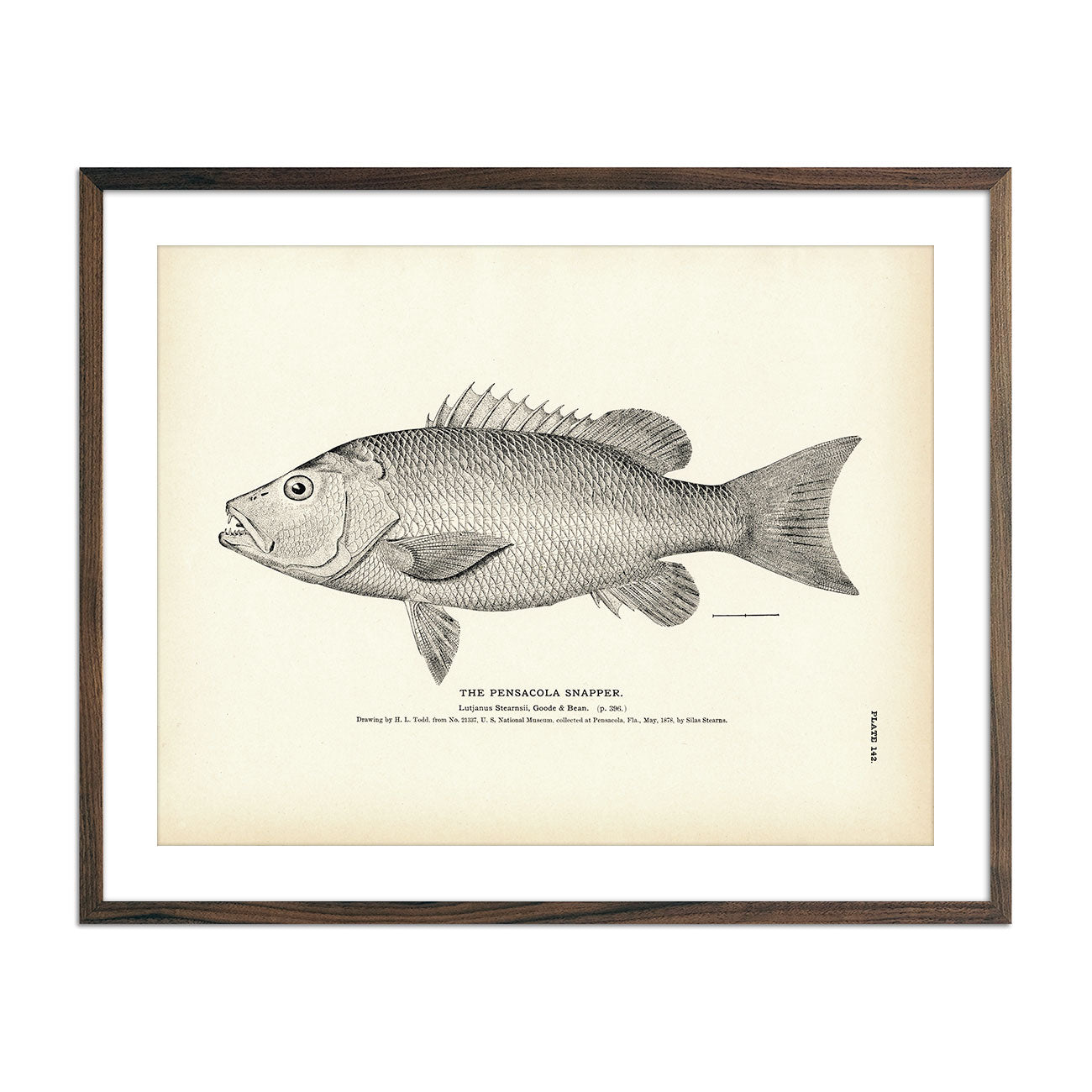 Pensacola Snapper Art Print - Muir Way - Fisheries