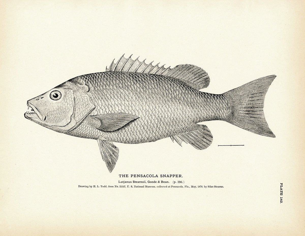 Pensacola Snapper Art Print - Muir Way - Fisheries