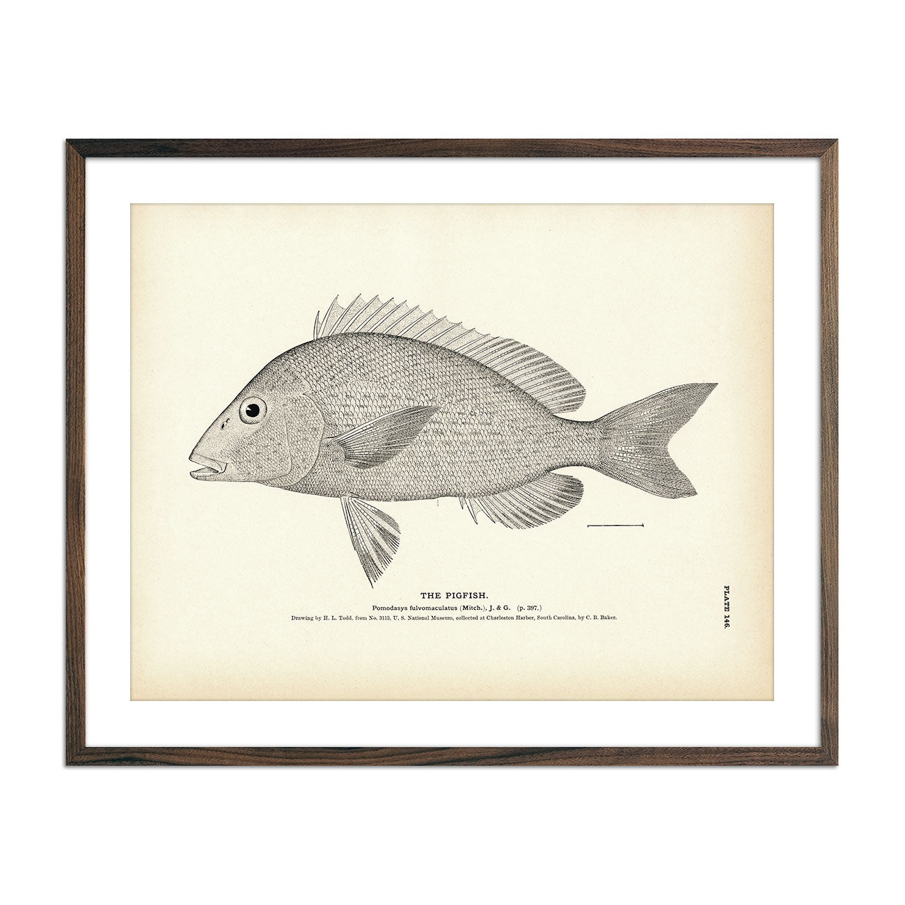 Pigfish Art Print - Muir Way - Fisheries