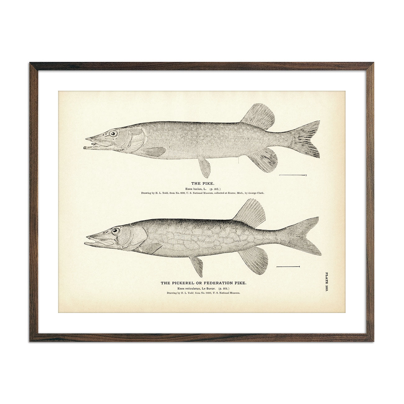Pike and Pickerel (Federation Pike) Art Print - Muir Way - Fisheries