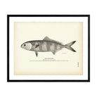 Pilot - Fish Art Print - Muir Way - Fisheries