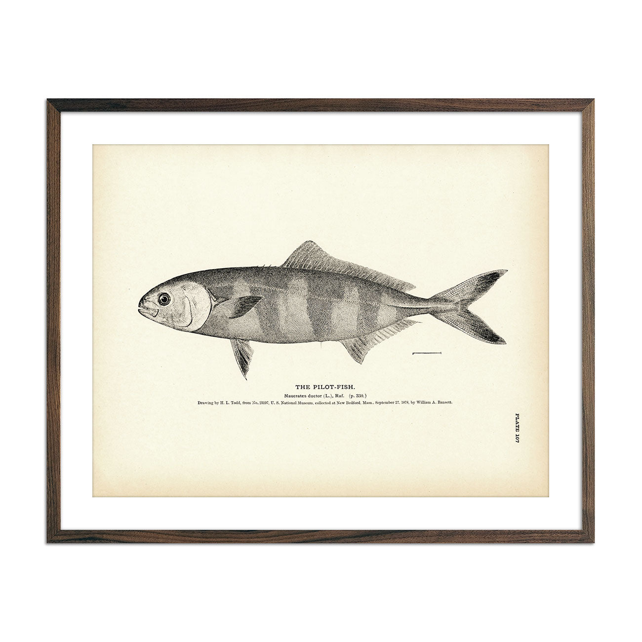 Vintage Pilot-fish print