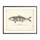 Pilot - Fish Art Print - Muir Way - Fisheries