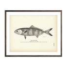 Vintage Pilot-fish print