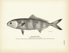 Pilot - Fish Art Print - Muir Way - Fisheries
