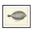 Pole Flounder Art Print - Muir Way - Fisheries