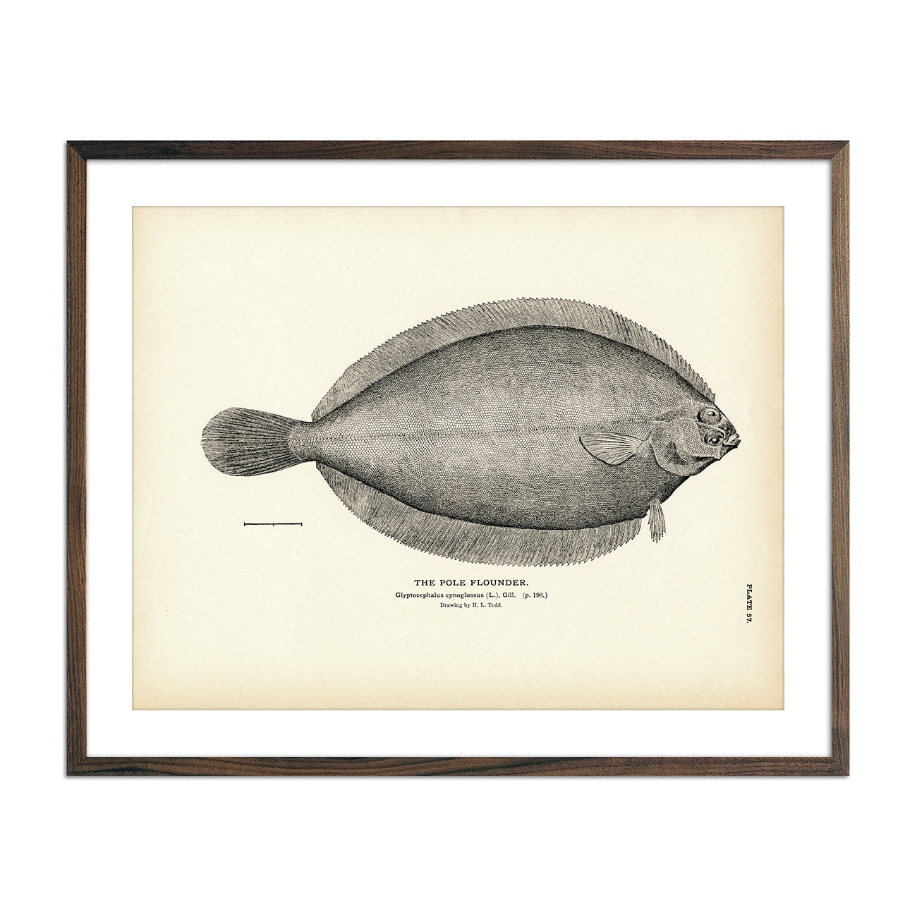 Pole Flounder Art Print - Muir Way - Fisheries
