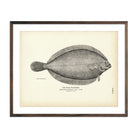 Pole Flounder Art Print - Muir Way - Fisheries