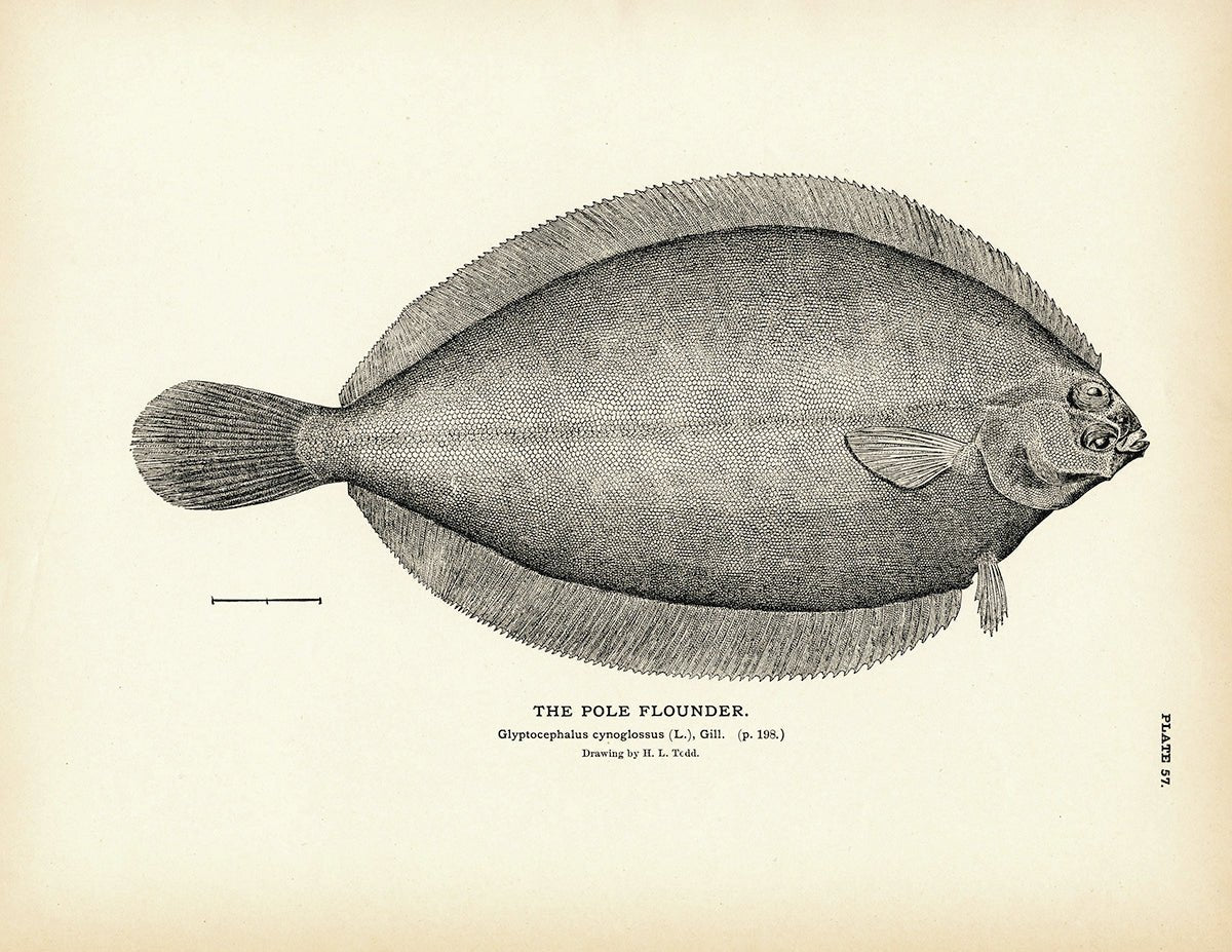 Pole Flounder Art Print - Muir Way - Fisheries
