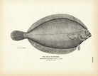 Pole Flounder Art Print - Muir Way - Fisheries