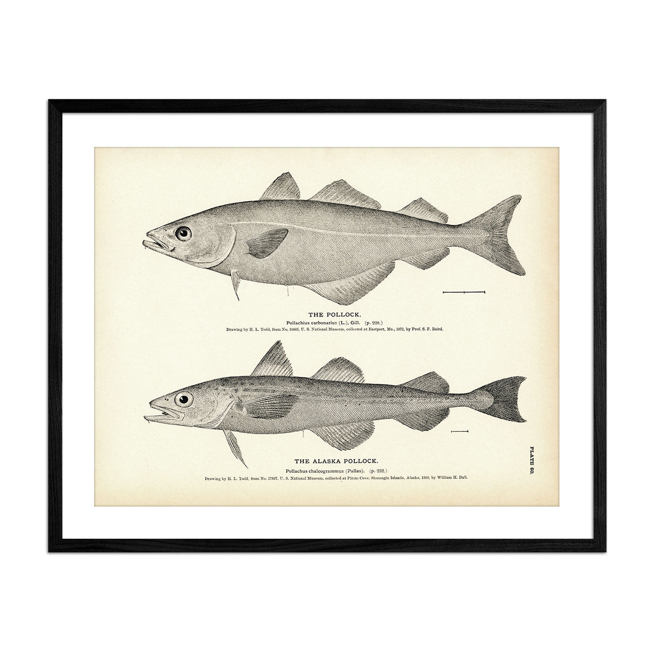 Pollock and Alaska Pollock Art Print - Muir Way - Fisheries