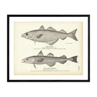 Pollock and Alaska Pollock Art Print - Muir Way - Fisheries