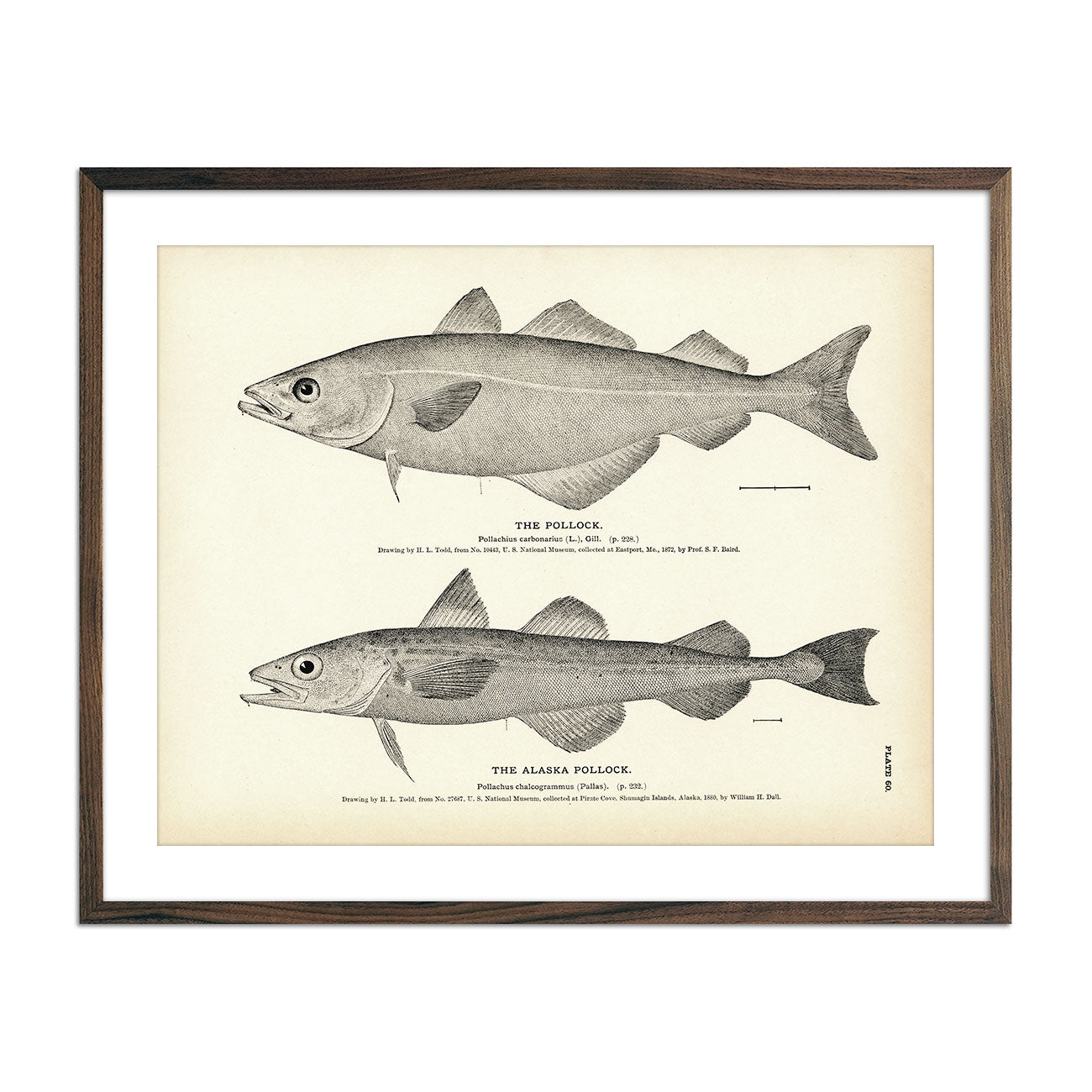 Pollock and Alaska Pollock Art Print - Muir Way - Fisheries