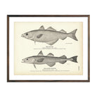 Pollock and Alaska Pollock Art Print - Muir Way - Fisheries