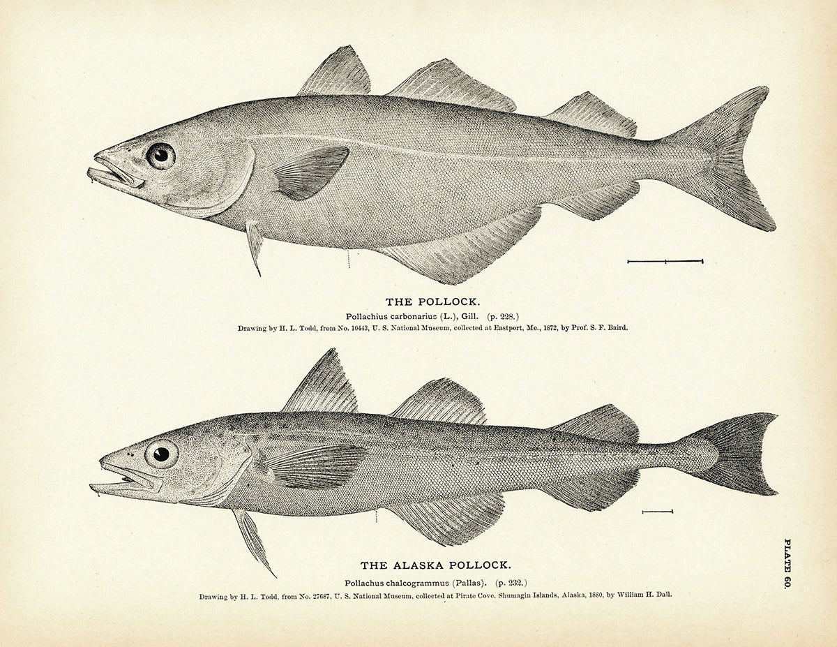 Pollock and Alaska Pollock Art Print - Muir Way - Fisheries