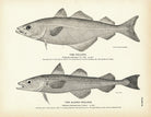 Pollock and Alaska Pollock Art Print - Muir Way - Fisheries