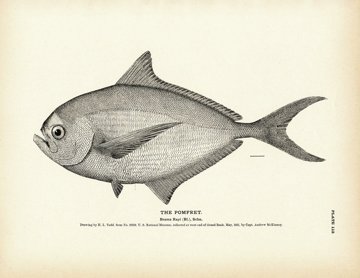Pomfret Art Print - Muir Way - Fisheries