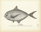 Pomfret Art Print - Muir Way - Fisheries